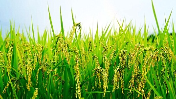 �������� ���������, �������� �������