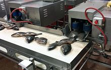 Fish eviscerator machine DC-18